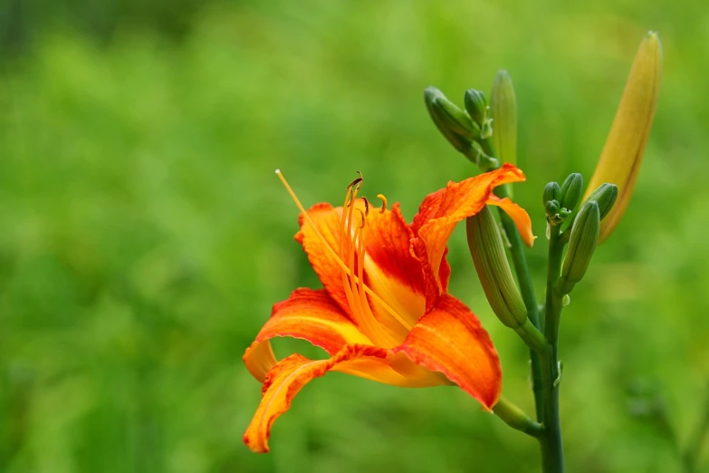 a close up of a flower in a field, a macro photograph, by David Garner, shutterstock, hurufiyya, lily, bright green dark orange, stock photo, highly detailed picture