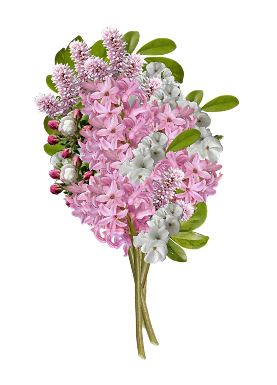 a bouquet of pink and white flowers on a black background, conceptual art, high quality product image”, sweet acacia trees, hyacinthe rigaurd, render of april