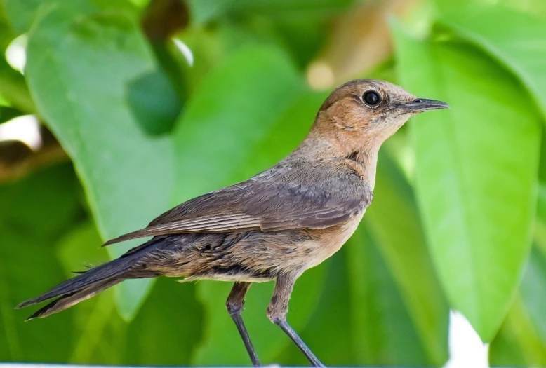 a brown and black bird standing on a ledge, hurufiyya, sitting on a leaf, wallpaper mobile, nuttavut baiphowongse, pot-bellied