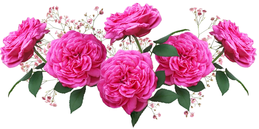 a bouquet of pink roses on a black background, a digital rendering, inspired by Jan Henryk Rosen, flickr, persian queen, cutest, rose-brambles, wide screenshot