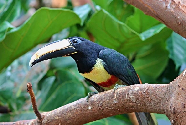 a colorful bird sitting on top of a tree branch, by Dietmar Damerau, flickr, 6 toucan beaks, banana, pot-bellied, birds eye