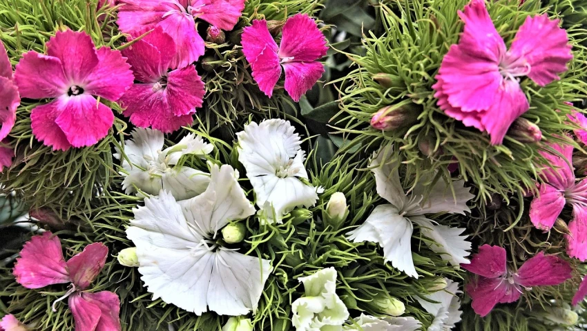 a bunch of pink and white flowers in a vase, a macro photograph, inspired by François Boquet, salad and white colors in scheme, ❤🔥🍄🌪, green and white, carnation