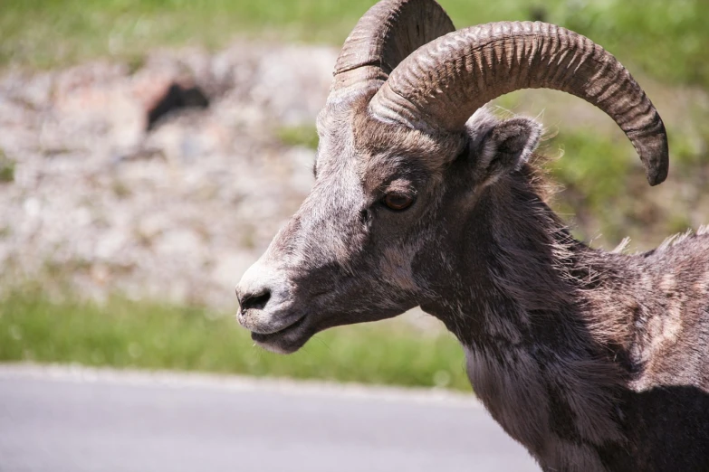 a close up of a goat on the side of a road, big horns, rounded beak, right side profile, shady look