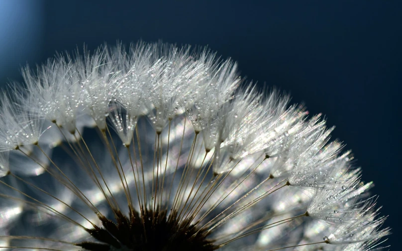 a close up of a dandelion with water droplets, by Jan Rustem, hurufiyya, 4 k hd wallpaper very detailed, pearly sky, beautiful flowers and crystals, vertical wallpaper