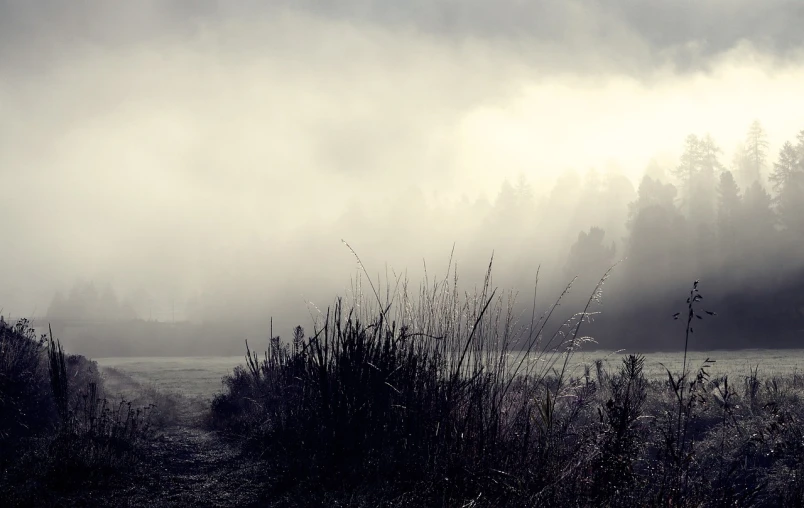 a black and white photo of a foggy field, a picture, by Karl Buesgen, flickr, romanticism, ominous! landscape of north bend, in muted colours, swampy atmosphere, early morning light