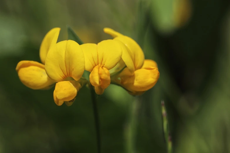 a couple of yellow flowers sitting on top of a lush green field, a macro photograph, by Frederik Vermehren, flickr, bauhaus, subtropical flowers and plants, favolaschia - calocera, 4 k close up, flowering buds