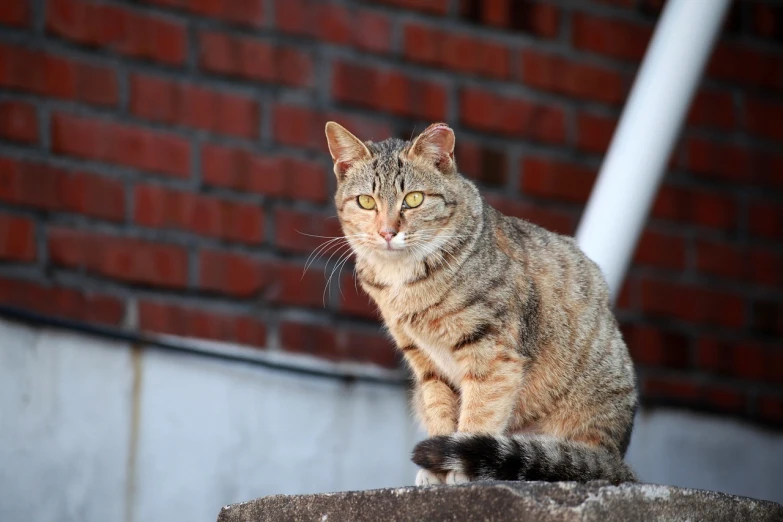 a cat sitting on a ledge in front of a brick wall, a picture, by Jan Tengnagel, shutterstock, she is facing the camera, multilayer, tabaxi male, low angle photo