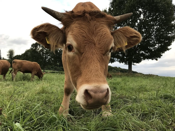 a brown cow standing on top of a lush green field, a picture, by Julian Hatton, pexels, renaissance, stubble on his face, photo taken with an iphone, close up front view, 4k high res