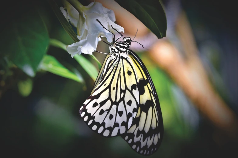 a close up of a butterfly on a flower, by Gwen Barnard, pixabay, art deco, dressed in a beautiful white, sheltering under a leaf, photorealistic print of exotic, istock