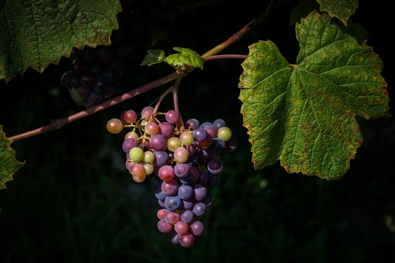 a bunch of grapes hanging from a vine, a portrait, by Jan Rustem, flickr, color ( sony a 7 r iv, dramatic morning light, with beautiful colors, stock photo
