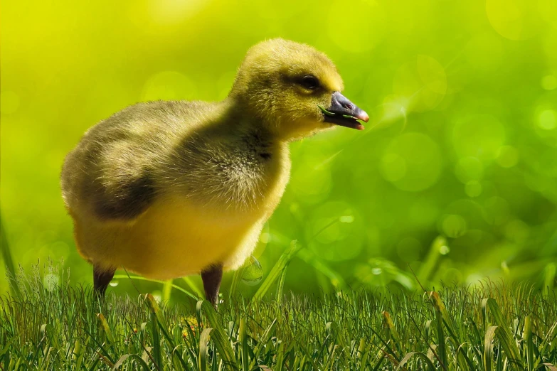 a duck that is standing in the grass, a picture, shutterstock, 🐿🍸🍋, wallpaper mobile, green and yellow, high-contrast