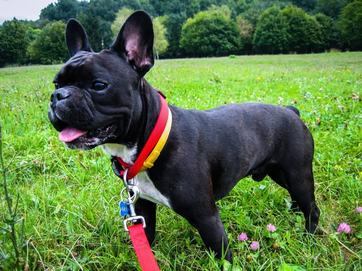 a black dog standing on top of a lush green field, a portrait, by Alfons von Czibulka, pexels, bauhaus, french bulldog, collar and leash, black and yellow and red scheme, happy face