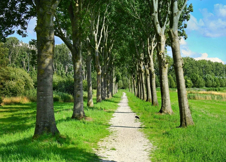 a dirt path between two rows of trees, by Peter de Sève, pixabay, renaissance, ((trees)), dutch masterpiece, gardening, lot of trees