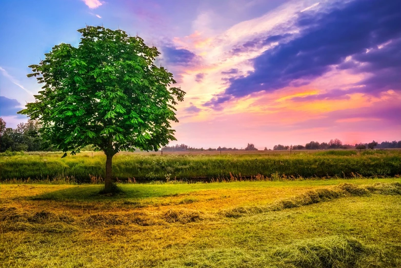 a lone tree sitting in the middle of a field, a picture, inspired by Phil Koch, shutterstock, mowing of the hay, colorful sunset!!, low angle 8k hd nature photo, laying under a tree on a farm