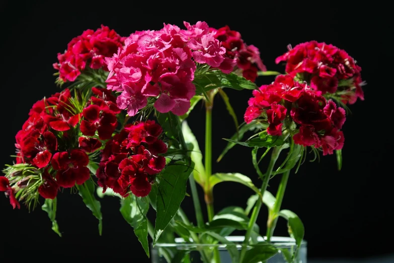 a vase filled with red flowers on top of a table, by Alexander Runciman, shutterstock, romanticism, carnation, dark red color, high quality product photo, red and magenta flowers