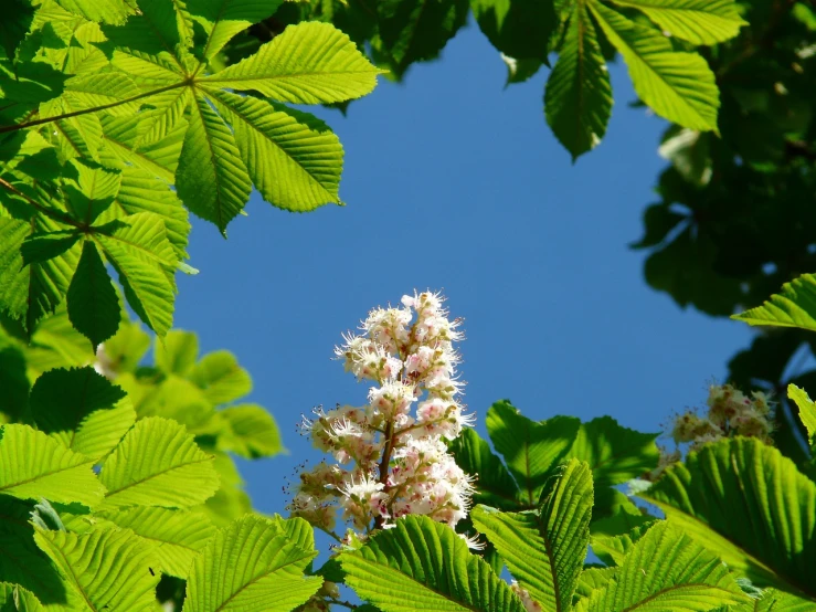 a close up of a flower on a tree, a picture, by Dietmar Damerau, pixabay, hurufiyya, leaves in the air, elm tree, as seen from the canopy, blue sky above