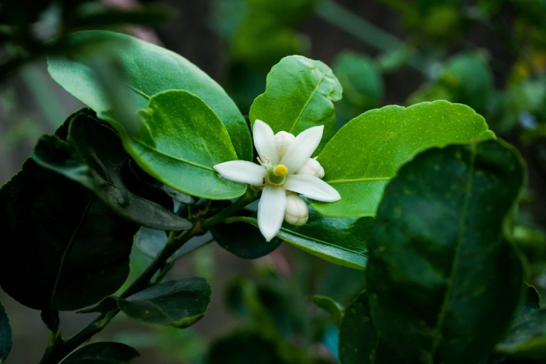 a close up of a flower on a tree, by Robert Brackman, hurufiyya, lemon, leaves and vines, 💣 💥💣 💥, michilin star