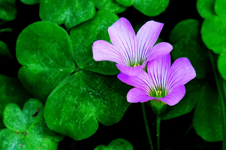a couple of purple flowers sitting on top of green leaves, by Tadashi Nakayama, flickr, background full of lucky clovers, background natural flower, surreal waiizi flowers, closeup - view