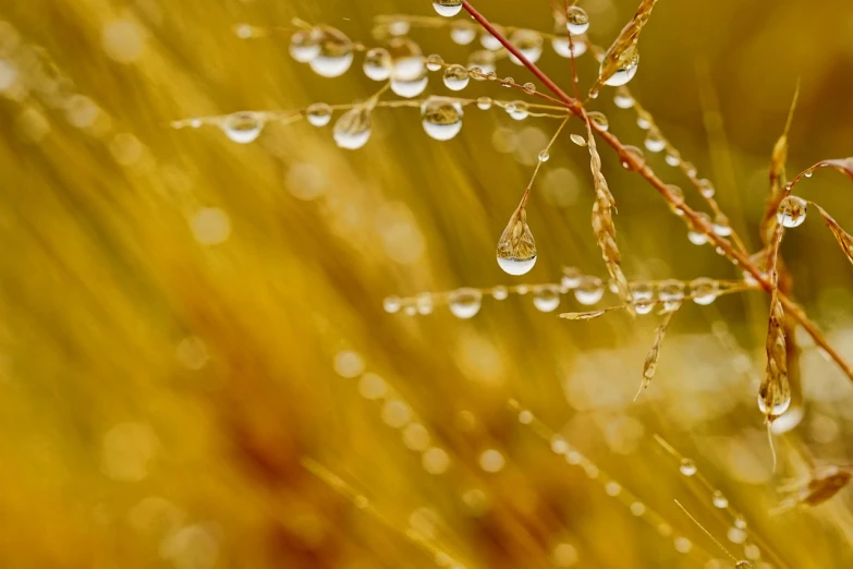 a close up of a plant with water droplets on it, a macro photograph, by Jan Rustem, pixabay, minimalism, golden grasslands, gold and pearls, autum, depth detail