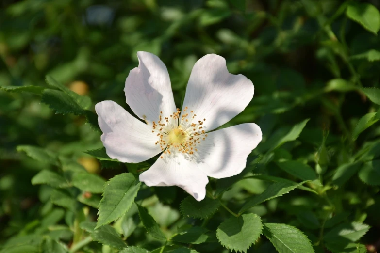 a white flower sitting on top of a lush green field, by Jan Henryk Rosen, pixabay, romanticism, rose-brambles, pink rosa, close up front view, shade