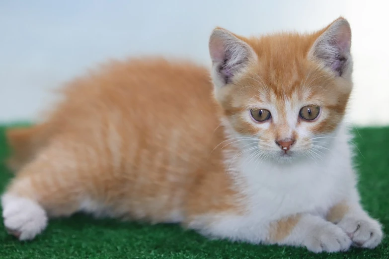 a small orange and white kitten laying on a green carpet, 1128x191 resolution, ultrawide shot, taken with sony alpha 9, wikimedia