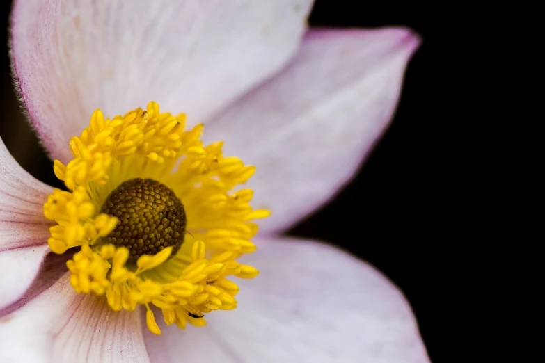 a close up of a white flower with a yellow center, a macro photograph, by Robert Brackman, unsplash, anemone, pink and yellow, high detail and high contrast, small depth of field