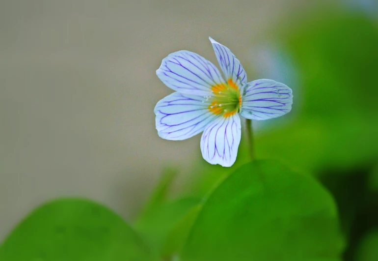 a small blue flower sitting on top of a green leaf, by Jan Rustem, flickr, southern wildflowers, h. hydrochaeris, detailed white, colored photo