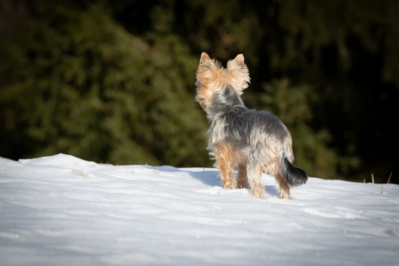 a small dog standing on top of a snow covered slope, figuration libre, yorkshire terrier, focused photo