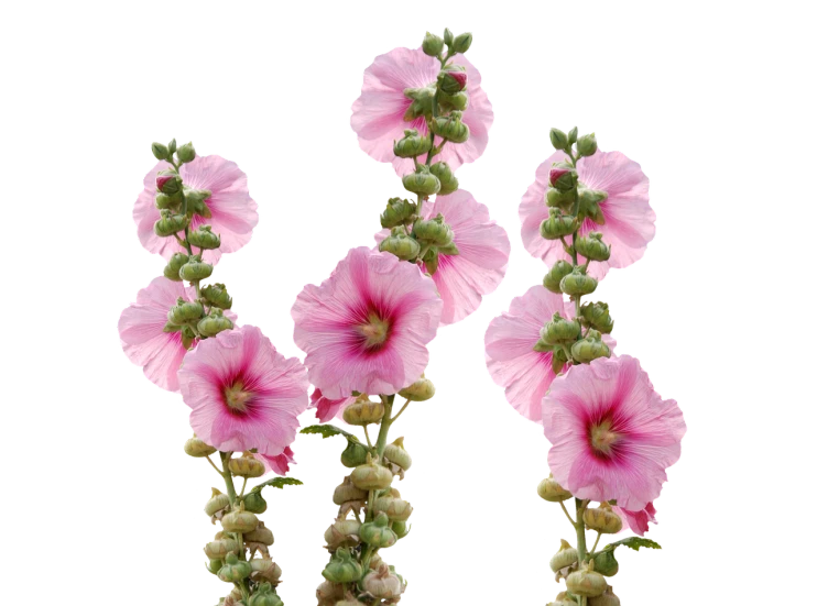 a group of pink flowers sitting next to each other, a digital rendering, by Gusukuma Seihō, flickr, the flower tower, morning glory flowers, with a black background, carnival