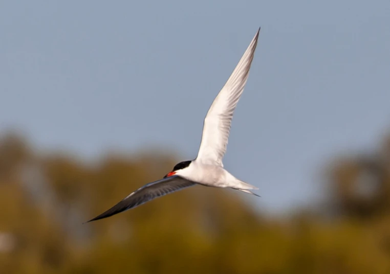 a bird that is flying in the sky, a portrait, by David Garner, flickr, red-eyed, white neck visible, smooth shank, right side profile