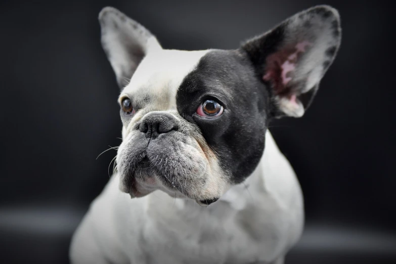 a close up of a dog on a black background, a portrait, by Emma Andijewska, pexels, bauhaus, french bulldog, closeup!!!!!!, white with black spots, fierce expression 4k