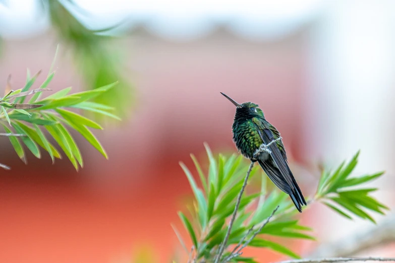 a hummingbird sitting on top of a tree branch, by Niklaus Manuel, black and green, best on adobe stock, stock photo, perched on intricate throne