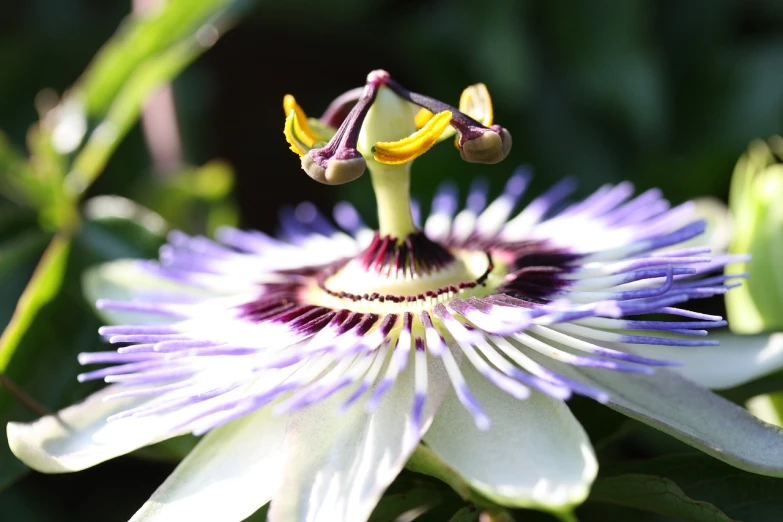 a close up of a flower on a plant, by Robert Brackman, hurufiyya, passion flower, white and purple, mid shot photo