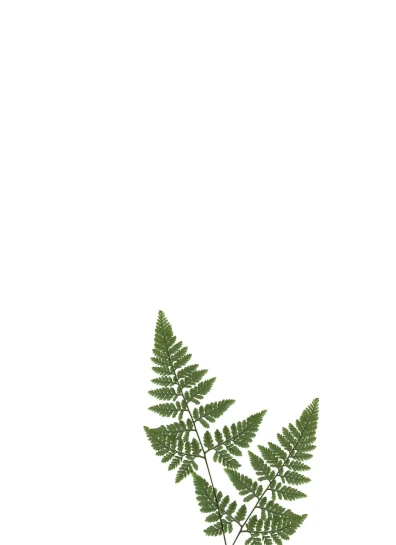 a close up of a plant in a vase on a table, a digital rendering, minimalism, fern, herbarium page, looking from slightly below, lorica segmentum