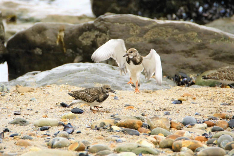 a couple of birds standing on top of a sandy beach, by Robert Brackman, happening, rocks flying, cornwall, closeup photo, brood spreading