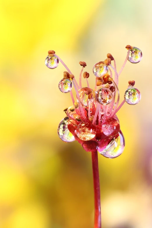 a close up of a flower with water droplets on it, a macro photograph, by Armin Baumgarten, drosera capensis, closeup fantasy with water magic, berries dripping, yellow and red