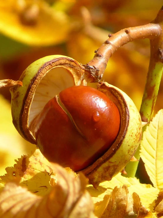 a close up of a fruit on a tree, a macro photograph, by Dietmar Damerau, pixabay, hurufiyya, chestnut hair, in the autumn, wikimedia, avatar image