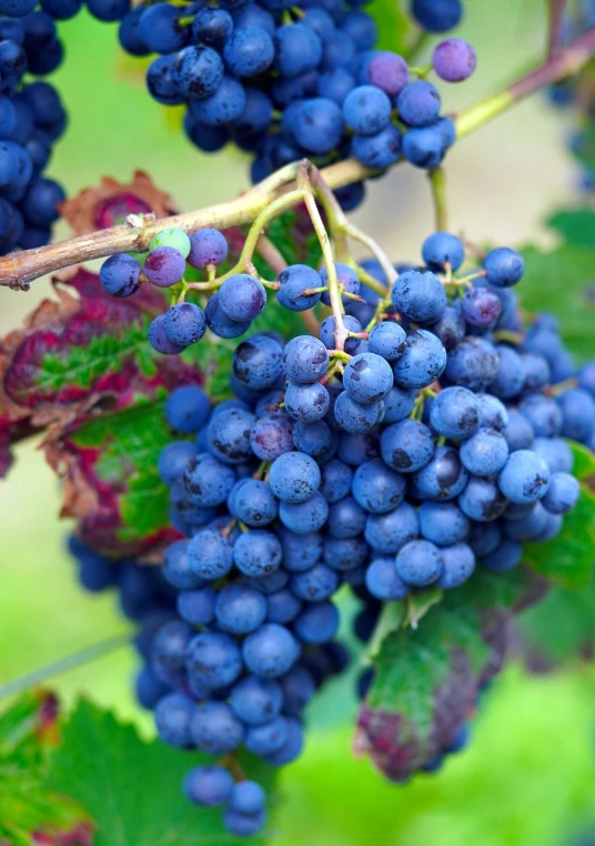 a bunch of blue grapes hanging from a vine, by Julian Hatton, shutterstock, 1 6 x 1 6, raspberry, award - winning crisp details ”, depth of field”