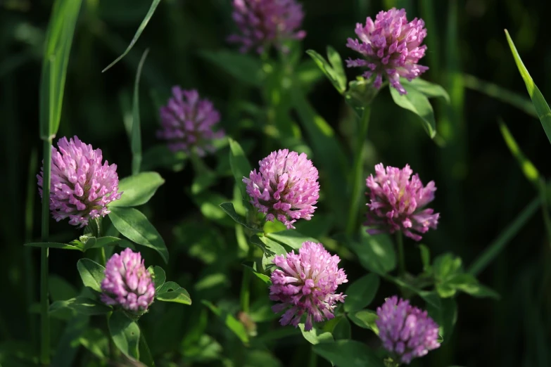 a group of purple flowers sitting on top of a lush green field, by Dietmar Damerau, four leaf clover, 8k 50mm iso 10, video, with soft pink colors