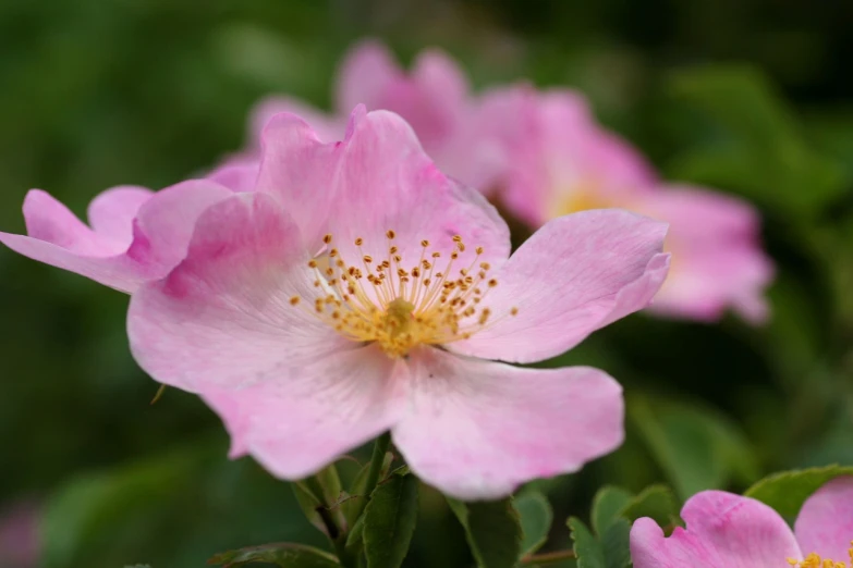 a close up of a pink flower with green leaves, by Edward Corbett, rose-brambles, manuka, light pink mist, rose twining