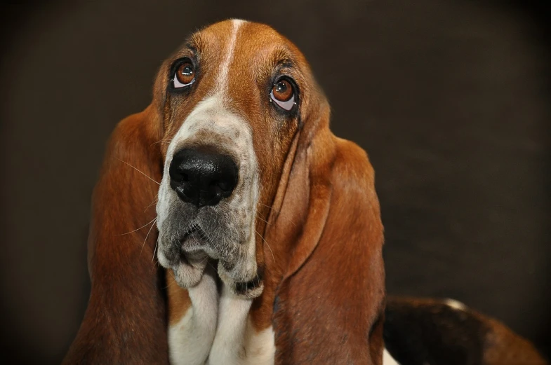 a close up of a dog with a sad look on its face, by Matt Stewart, renaissance, big nose, drooping rabbity ears, istockphoto, vorestation borg hound