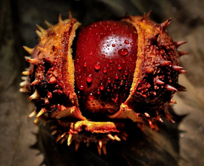 a close up of a fruit with water droplets on it, by Jan Rustem, hurufiyya, chestnut hair, crown of fire, red and brown color scheme, spikes on the body