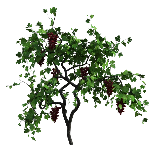 a tree with green leaves and red berries, a digital rendering, polycount, hurufiyya, translucent grapes, against a deep black background, high res render, grapes