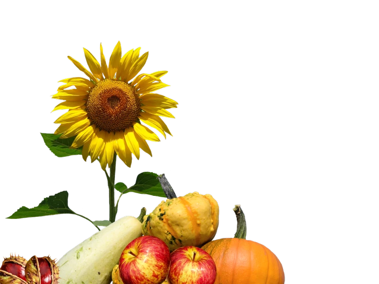 a group of fruits and vegetables with a sunflower in the background, by Linda Sutton, pixabay, the background is black, autumn, profile shot, looking from slightly below