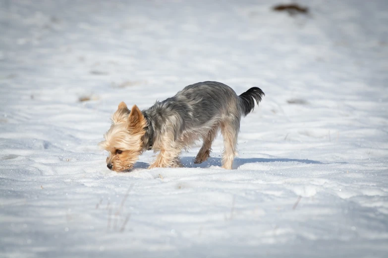 a small dog that is standing in the snow, by Eero Snellman, shutterstock, yorkshire terrier, stalking, leaking, high res photo