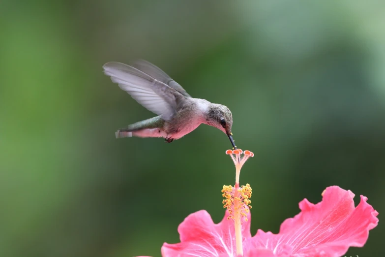 a hummingbird hovering over a pink flower, a picture, by Shen Quan, shutterstock, hibiscus, kids, gray, stock photo