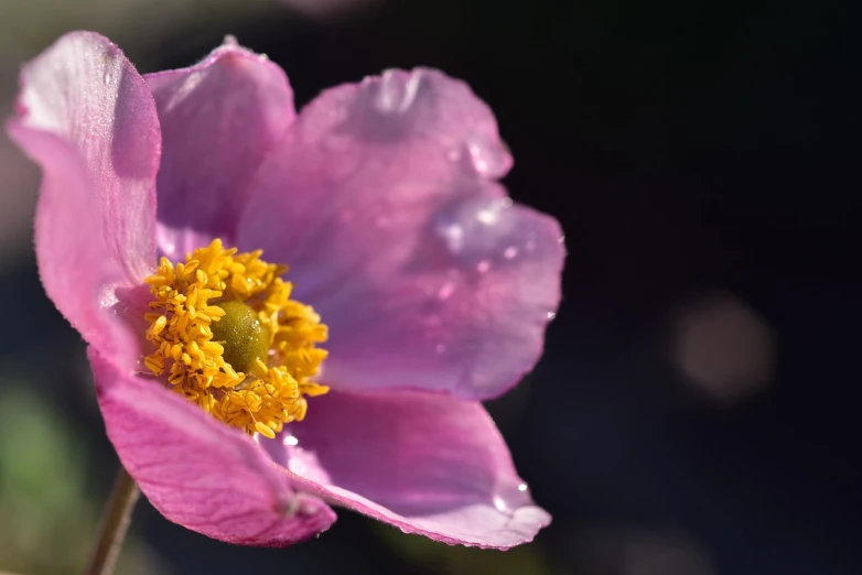 a close up of a pink flower with water droplets, by Jan Rustem, anemones, purple and yellow, sun drenched, shaded