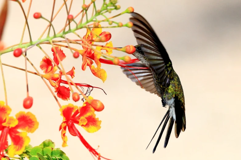 a bird that is flying in the air, by Juergen von Huendeberg, shutterstock contest winner, arabesque, blooming tropical flowers, museum quality photo, - h 1 0 2 4, with long thin antennae