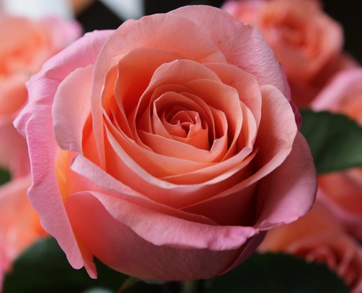 a close up of a pink rose with green leaves, pexels, romanticism, pink orange flowers, large individual rose petals, good night, bouquet