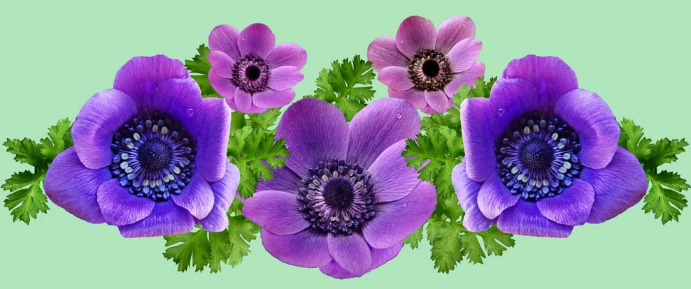a bunch of purple flowers with green leaves, inspired by Penny Patricia Poppycock, pixabay, anemone, made with photoshop, ❤🔥🍄🌪, edible flowers
